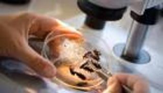 علم الحشرات الجنائي.. أصغر المخلوقات تكشف أهم جرائم القتل والاغتصاب