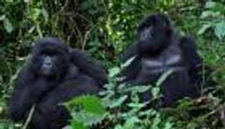 كورونا يصيب غوريلتين بحديقة حيوان أمريكية.. هل انتقل من البشر؟