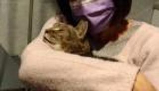 معجزة.. إيطالية تعثر على قطها المفقود منذ 8 أعوام