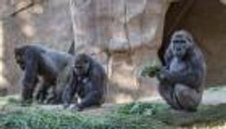 إصابة غوريلتين في كاليفورنيا بكورونا.. وثالثة ظهرت عليها الأعراض