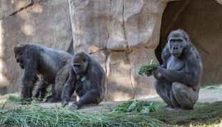 غوريلات حديقة حيوان سان دييجو