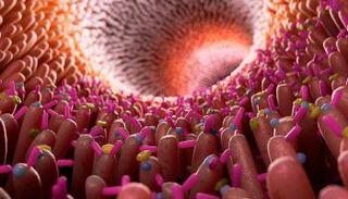 دراسة تؤكد أن بكتيريا الأمعاء تلعب دورا في محاربة كورونا