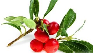 عشبة عنب الدب