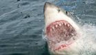 قضمت فخذه.. سمكة قرش تهاجم رجلا في "نهر البجع" بأستراليا