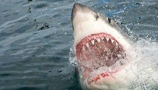 سمكة قرش تهاجم رجلا أثناء السباحة في نهر سوان بأستراليا- أرشيفية