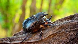 هيئة أوروبية تتيح استهلاك الأطعمة المشتقة من الخنافس