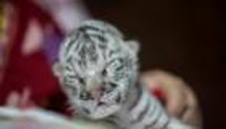 نفوق نمرة صغيرة "نادرة جدا" في نيكاراجوا 