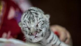 النمرة البيضاء الصغيرة 