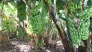 مسلوق ومشوي.. 10 أنواع للموز درة الفاكهة الإثيوبية 