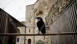 أحد غربان برج لندن