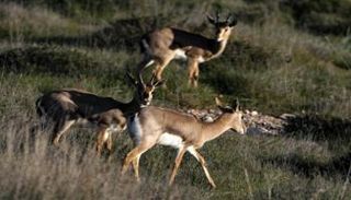 غزلان في إسرائيل