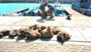 بالصور.. السعودية تحبط تهريب طن حشيش و3 أطنان قات