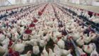 محافظة عراقية تسجل 60 ألف إصابة بإنفلونزا الطيور