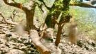 مشانق الأشجار.. توحش حوثي بنهج القاعدة وداعش