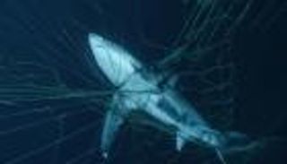 "شباك الموت" في أفريقيا.. جريمة للحماية من هجمات القرش