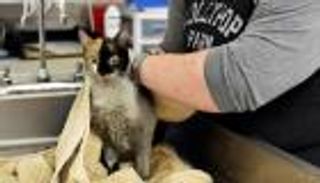 عيد ميلاد "قطة" في تشيلي.. كورونا أبرز المدعوين