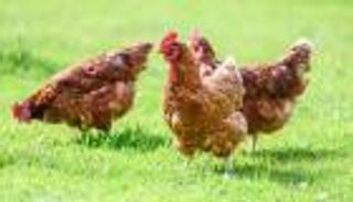 إنفلونزا الطيور تنقذ الدجاج من مخالب الجوارح بالهند