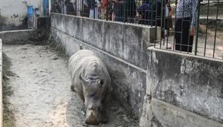 أنثى وحيد القرن 