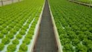 اكتشاف جديد يسهم في تطوير الزراعة الملحية بالإمارات