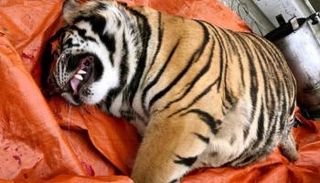 العثور على جثة نمر كبير مقتول في أحد المنازل بفيتنام