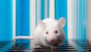 فئران مشلولة تسير مجددا.. ماذا عن البشر؟