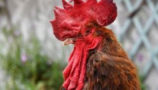 الديك موريس