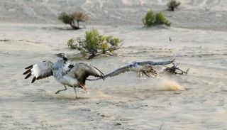 محمية المرزوم .. وجهة عشاق صيد الصقور