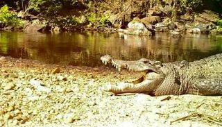 التمساح المهدد بالانقراض