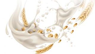 الشوفان.. كنز من الفوائد الصحية