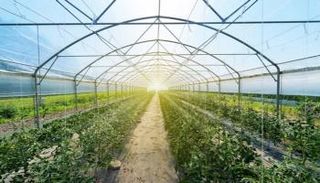 4.115 مليار درهم قيمة الإنتاج الزراعي في الإمارات خلال 2019