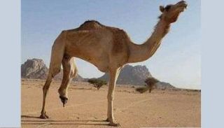 ناقة مبتورة الساق نتيجة تلغيم الحوثي الإرهابية