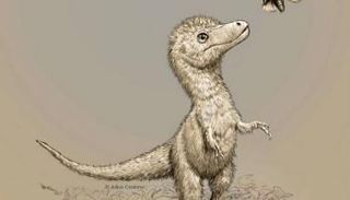 تصور لشكل التيرانوصورات عند الولادة