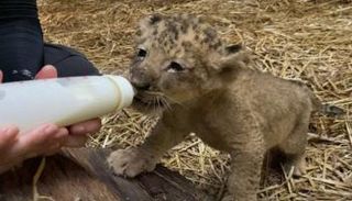 الشبل الصغير 