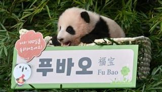 الباندا فو باو في حديقة حيوانات في كوريا الجنوبية