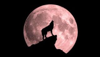 قمر الذئب -أرشيفية