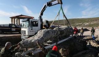 شجرة متحجرة عمرها 20 مليون عام