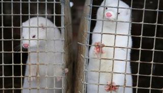 حيوان المنك ممنوع من التكاثر بأمر كورونا