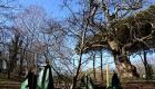 بالصور.. زراعة شجرة معمرة مستنسخة تعود إلى القرن الـ17