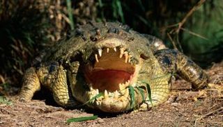 تماسيح المياه المالحة منتشرة في منطقة كوينزلاند - أرشيفية