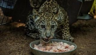 صورة لأحد شبلي جاكوار