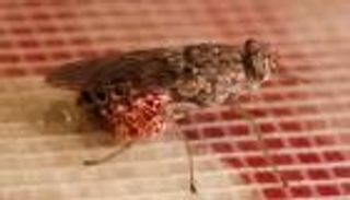 قبل الاحتفال بيوم الأمراض المدارية.. علاج محتمل لمرض النوم