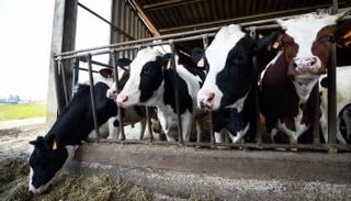 إحدى مزارع الأبقار في إيطاليا