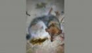 54 درجة تحت الصفر.. نجاة كلب بأعجوبة من الموت متجمدا