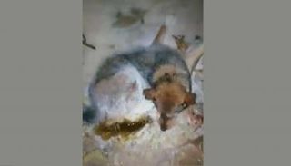 الكلب لحظة اكتشافه