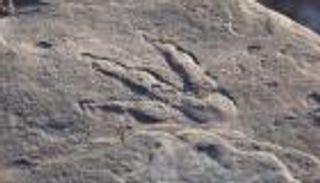 صدفة تقود طفلة لاكتشاف عمره 220 مليون عام