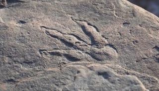 بصمة الديناصور التي اكتشفتها الطفلة