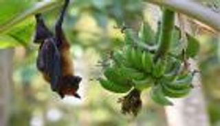 12 معلومة عن فيروس نيباه.. "الثعلب الطائر" قاتل بنسبة 75%