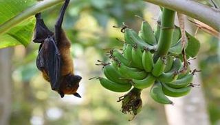 خفاش الفاكهة على شجرة موز