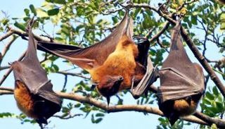 خفافيش الفاكهة المسببة لمرض نيباه