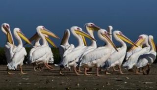 طيور بجع- أرشيفية
